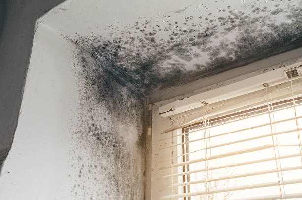 Trusted Attic Mold Removal service in Mebane, NC - Cheap Mold Removal